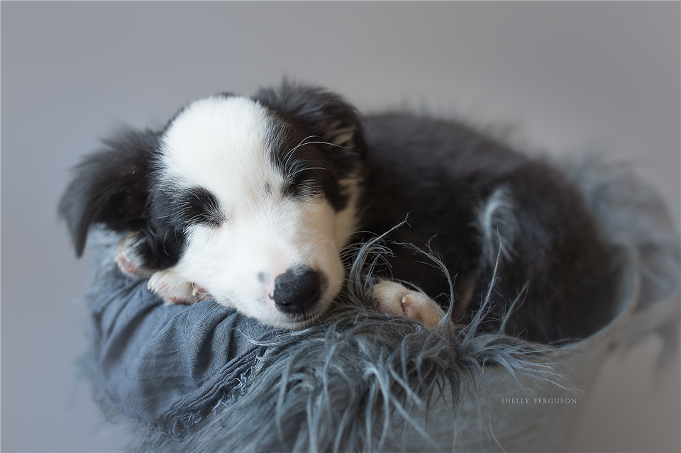 newborn photography community critique photo submitted by Shelly Ferguson - 3 community members set this photo as a favourite image.