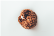 Shelly Ferguson newborn photography