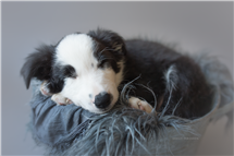 Shelly Ferguson newborn photography