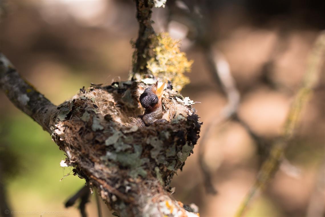 newborn photography community critique photo submitted by Emma Stasko - 1 community members set this photo as a favourite image.