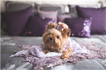 Emma Stasko newborn photography