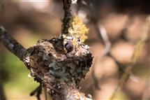 Emma Stasko newborn photography
