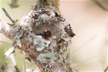 Emma Stasko newborn photography