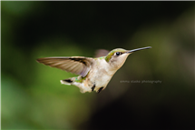 Emma Stasko newborn photography