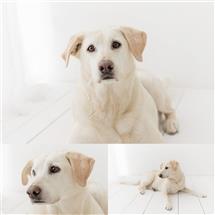 Maxine Evans newborn photography