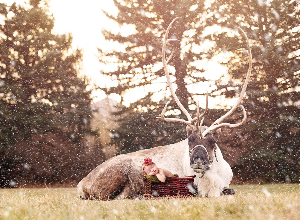 newborn photography community critique photo submitted by Michelle Taylor - 2 community members set this photo as a favourite image.